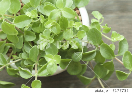 観葉植物イメージ 7177755