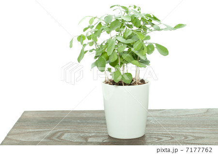 観葉植物イメージ 7177762