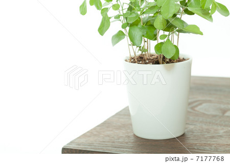 観葉植物イメージ 7177768