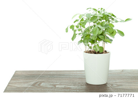 観葉植物イメージ 7177771