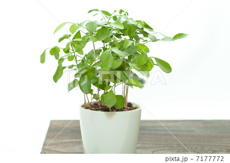 観葉植物イメージ 7177772