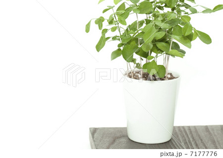 観葉植物イメージ 7177776