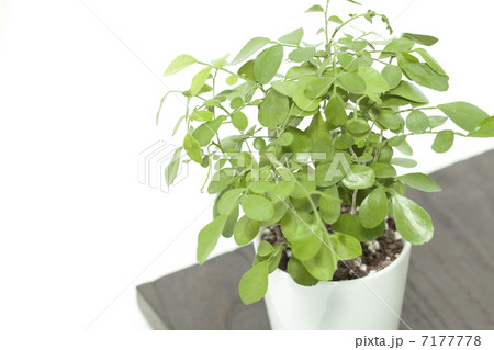 観葉植物イメージ 7177778