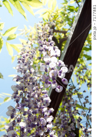 藤棚 藤棚 7177881