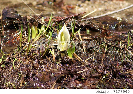 湿生植物・遅い春にようやく開いた水芭蕉の仏炎苞とまだ黄色い棒状の花・横位置ややアップ 7177949