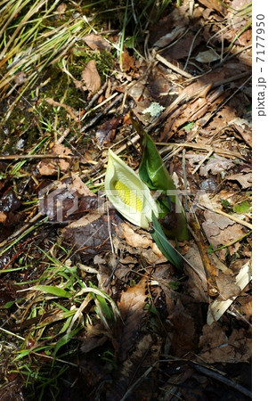 湿生植物・遅い春にようやく開いた水芭蕉の仏炎苞とまだ黄色い棒状の花・縦位置ややアップ 7177950