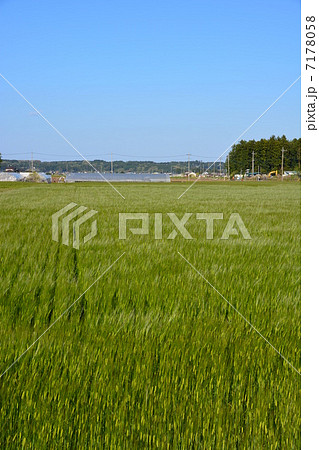 麦畑 7178058