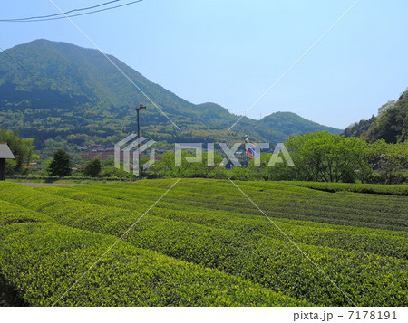 青野山と茶畑 7178191