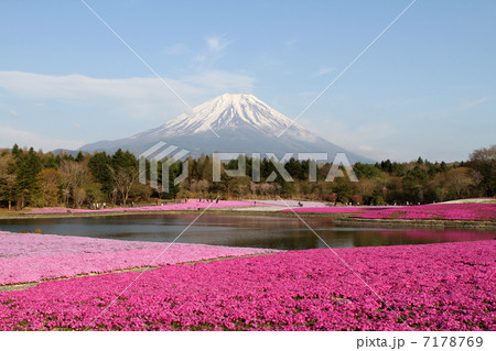 富士芝桜まつり 富士芝桜まつり 7178769