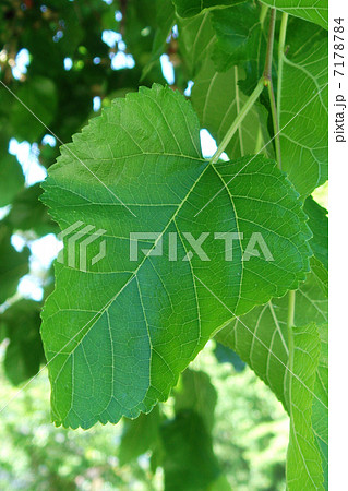 桑の葉 7178784