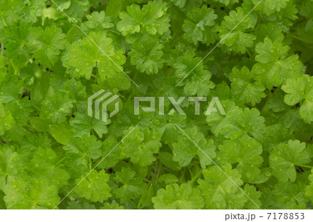 fresh green parsley 7178853