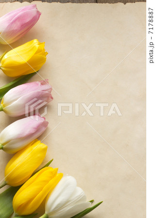 tulip flowers on parchment 7178887