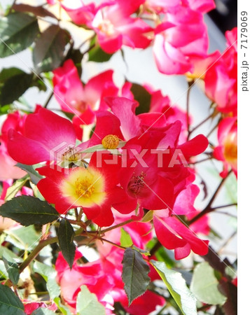 薔薇シリーズ(満開の春バラ カクテル) 薔薇シリーズ(満開の春バラ カクテル) 7179069