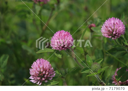 アカツメクサ 7179070