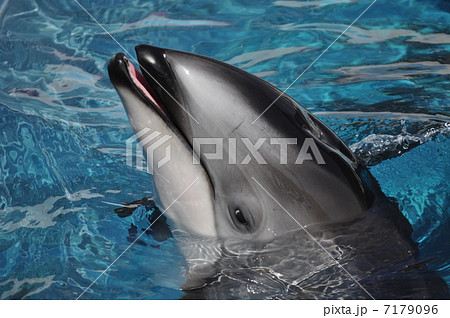 泳ぐカマイルカ 泳ぐカマイルカ 7179096