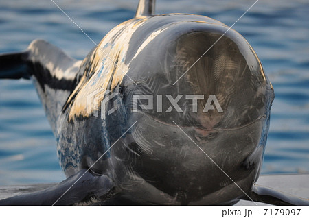 上がってきたハナゴンドウ 7179097