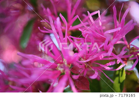 ベニバナトキワマンサク 花言葉:私から愛したい Loropetalum chinense ベニバナトキワマンサク 花言葉:私から愛したい Loropetalum chinense 7179165