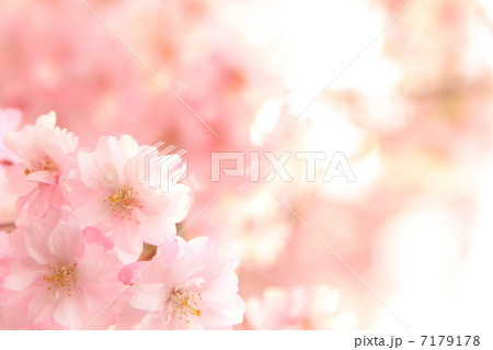八重紅枝垂れ桜 八重紅枝垂れ桜 7179178