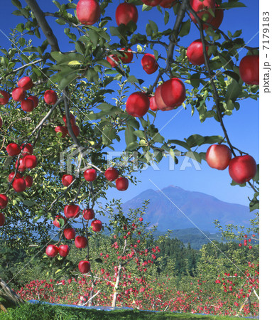 岩木山とりんご 7179183