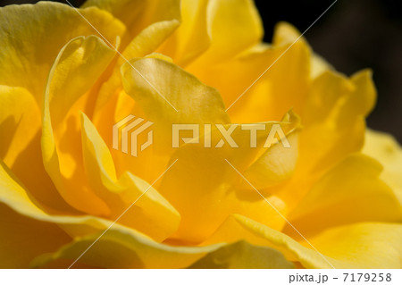 ヘンリーフォンダ 7179258