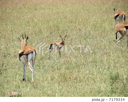 ガゼルの子供 7179334