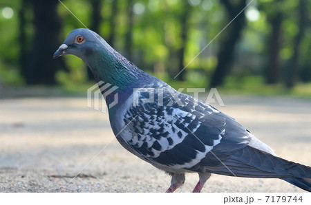 公園の地面を歩く一羽の土鳩 公園の地面を歩く一羽の土鳩 7179744