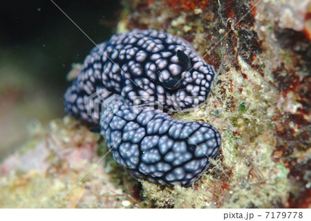ウミウシ ウミウシ 7179778