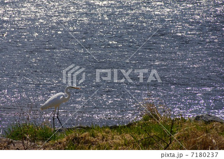 白鷺と千曲川 7180237