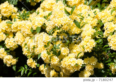 モッコウバラ 7180247