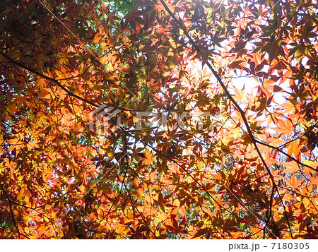 紅葉 7180305
