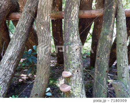 シイタケ栽培 7180309