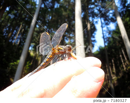 食事中のトンボ 7180327