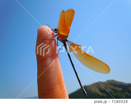 指に止まったカワトンボ 7180328