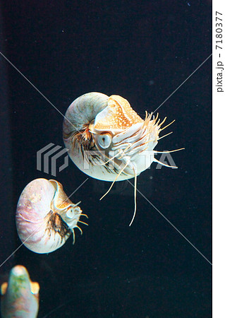 オウム貝 オウム貝 7180377