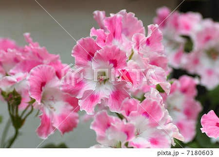 ぺラルゴニュウムの花 7180603