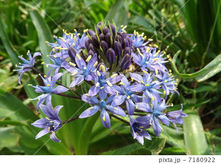 アガパンサス アガパンサス 7180922