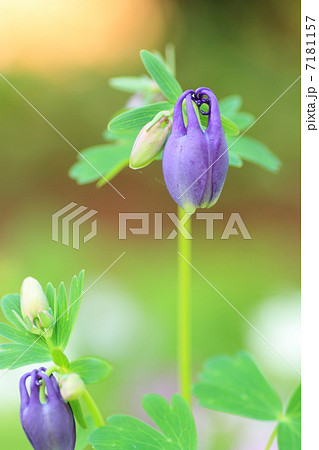 オダマキの花 オダマキの花 7181157