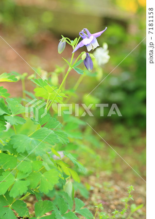 オダマキの花 オダマキの花 7181158