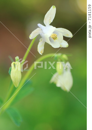 オダマキの花 オダマキの花 7181159