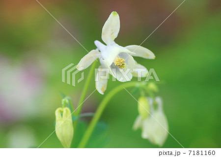 オダマキの花 オダマキの花 7181160