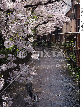 京都の春・高瀬川 京都の春・高瀬川 7181190
