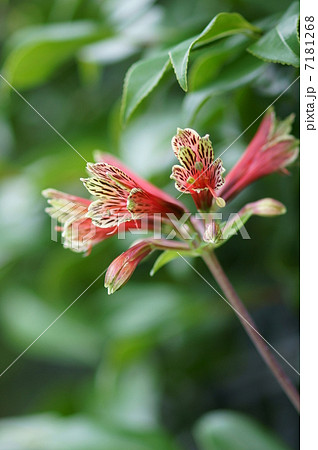 百合水仙　アルストロメリア・プルケラと申します。 7181268