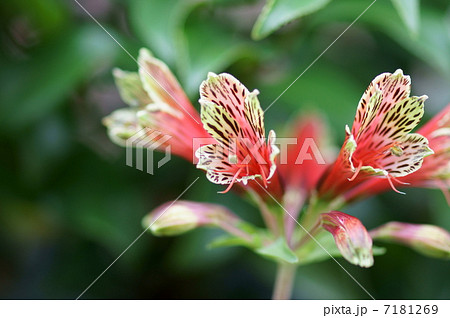 百合水仙　アルストロメリア・プルケラと申します。 7181269