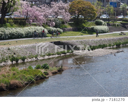 京都の春・鴨川 京都の春・鴨川 7181270