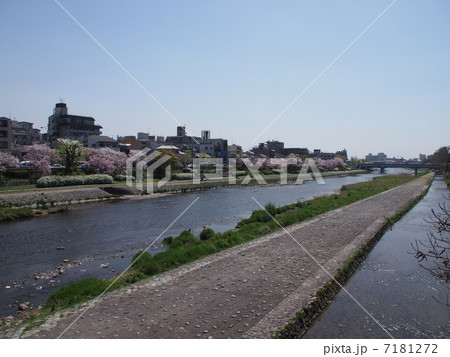 京都の春・鴨川 京都の春・鴨川 7181272
