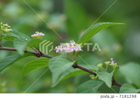 紫式部 　小さな花です。 7181298