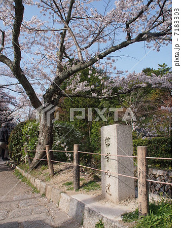 京都の春・哲学の道 京都の春・哲学の道 7183303