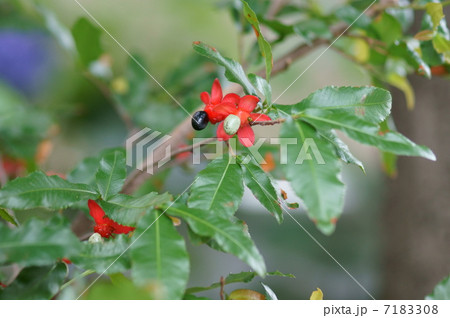 ミッキーマウスの木　本名はオクナ・セルラタと申します。 7183308