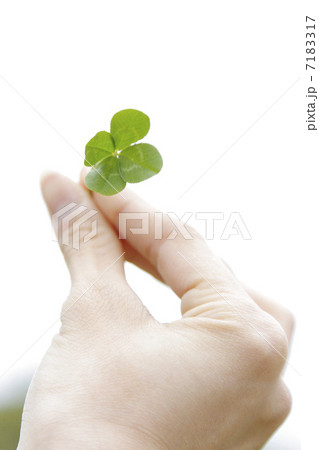 クローバー 7183317