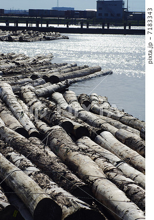 水面に浮かぶ原木 7183343